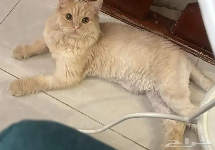 قط ذكر للتبني 0