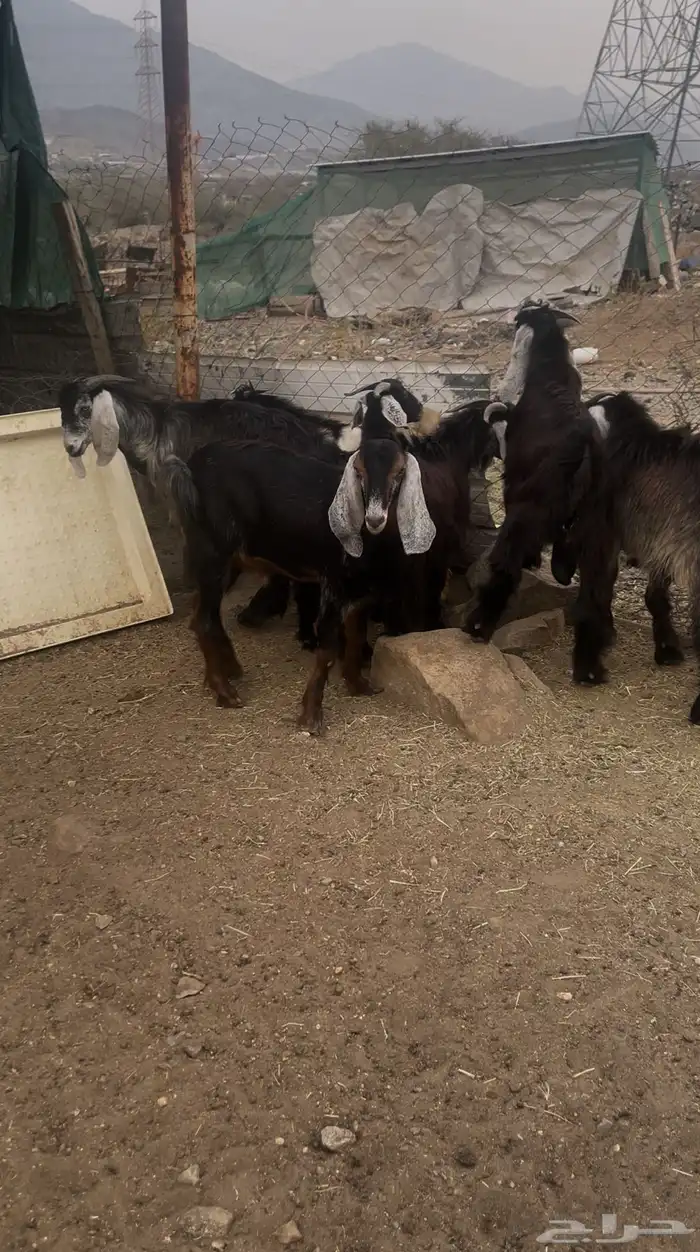 تيوس مخصاء ومقفله شحم العمر فوق سته شهور البيع جمله وتفريد 4