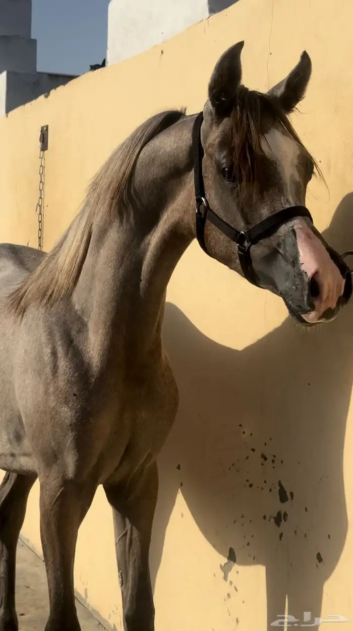 مهره واهو جمال 0