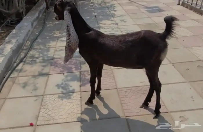 جفره حجازيه لون وجرم وتناسق 6