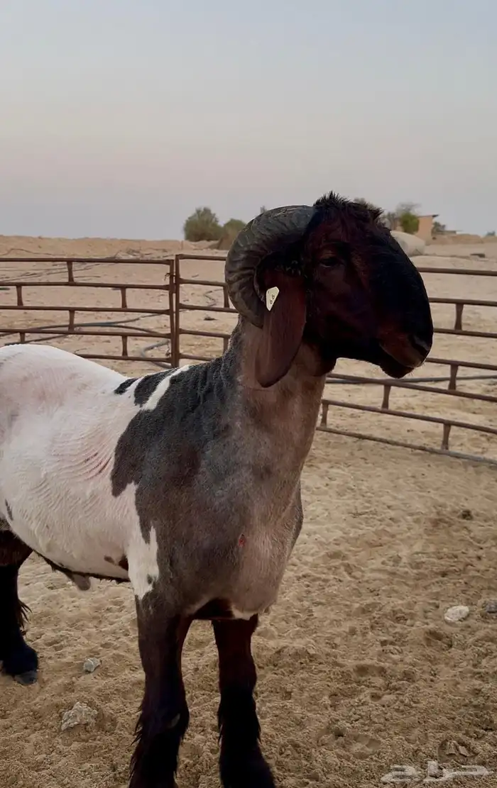 جذع فحل غنم نعيمي صنف جرم ولون 2