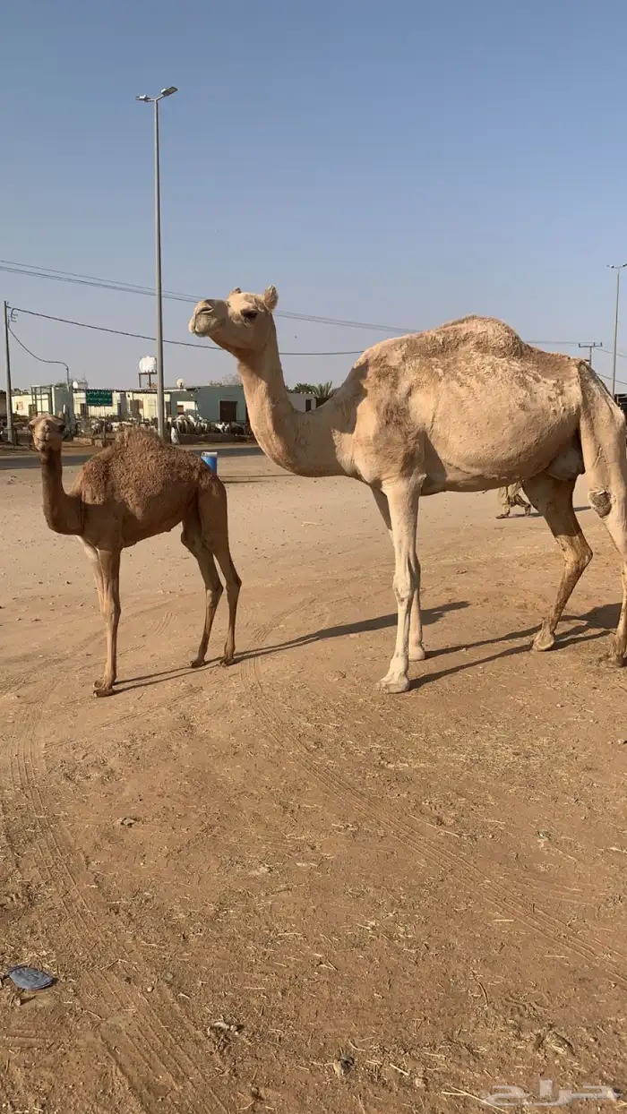 عشراء تحتها يكره 3