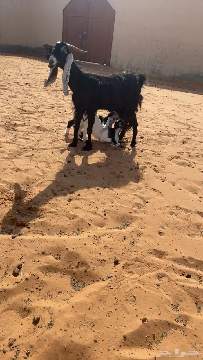 عنز للبيع 0