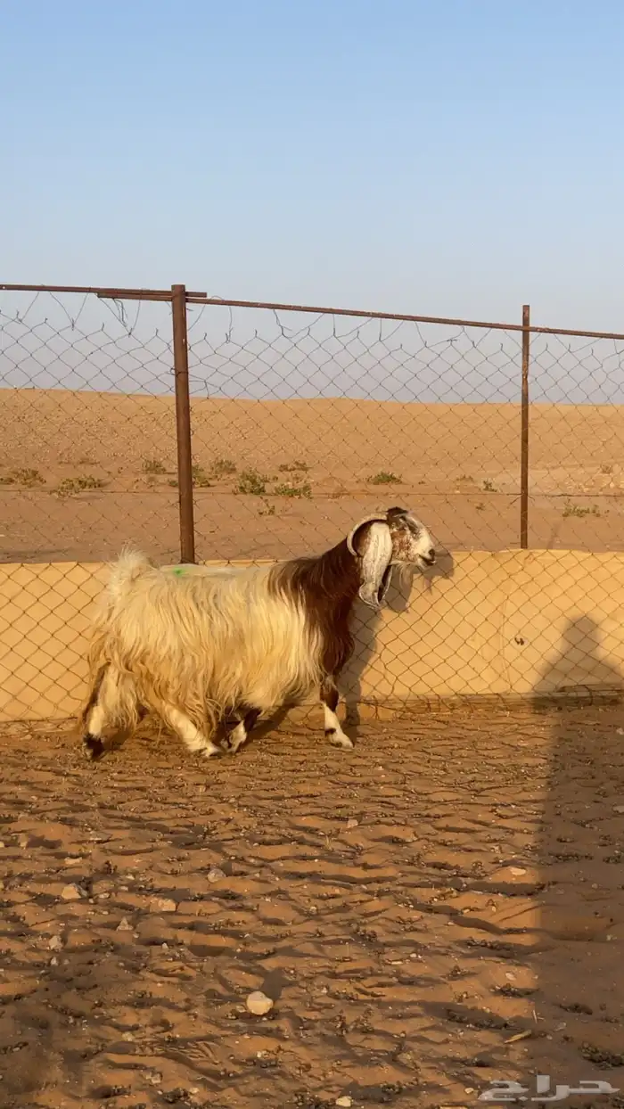 معزا مشاريك 0