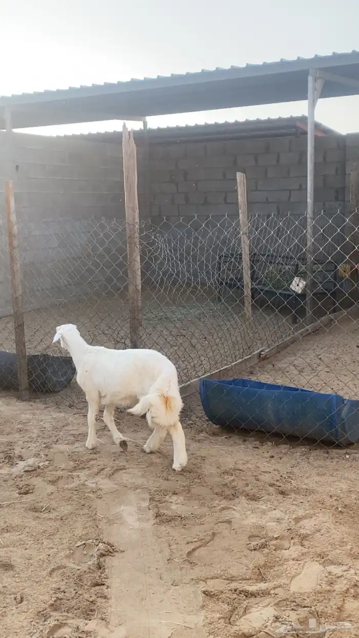 خروف   العمر - 4 شهور يزيد ينقص   فلل 3