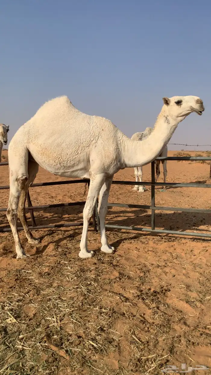 بكره علا جمران بعير الامير 1
