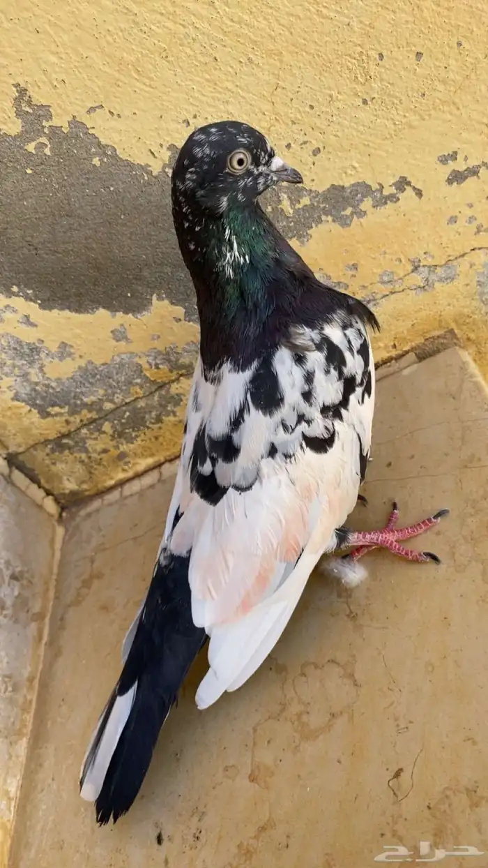 للبيع مسيوم 90 2