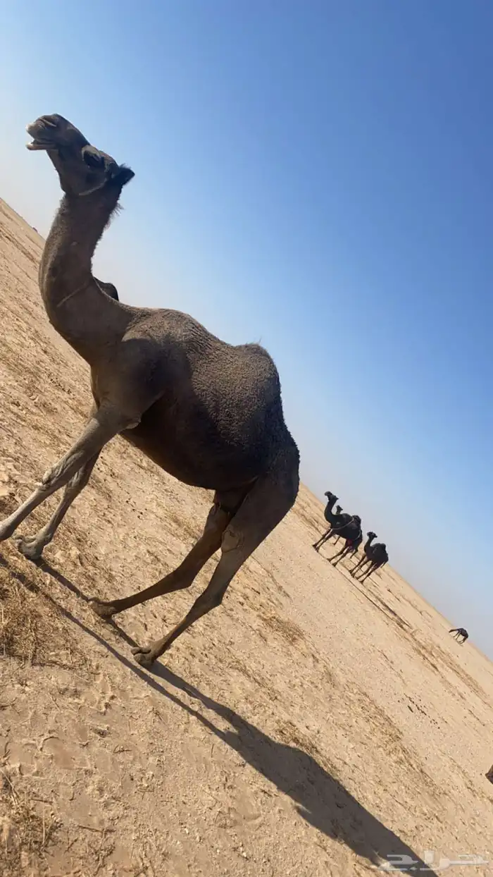 ناقه مجهم 0