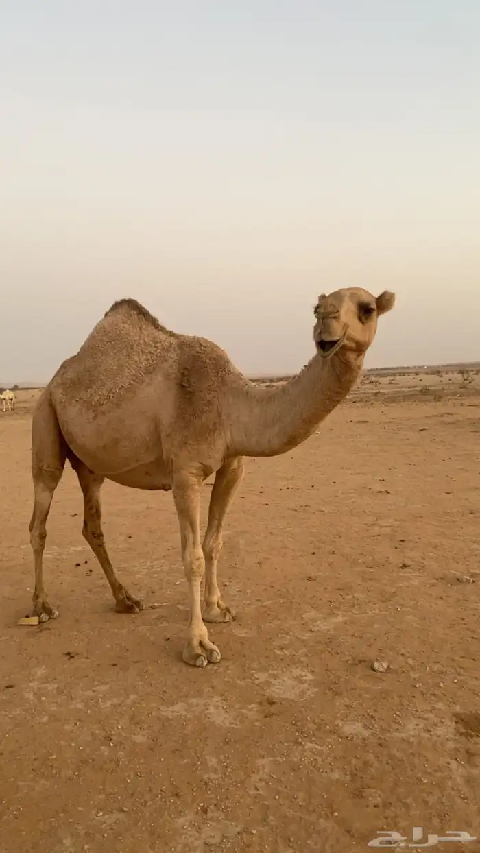 ضروبه 0