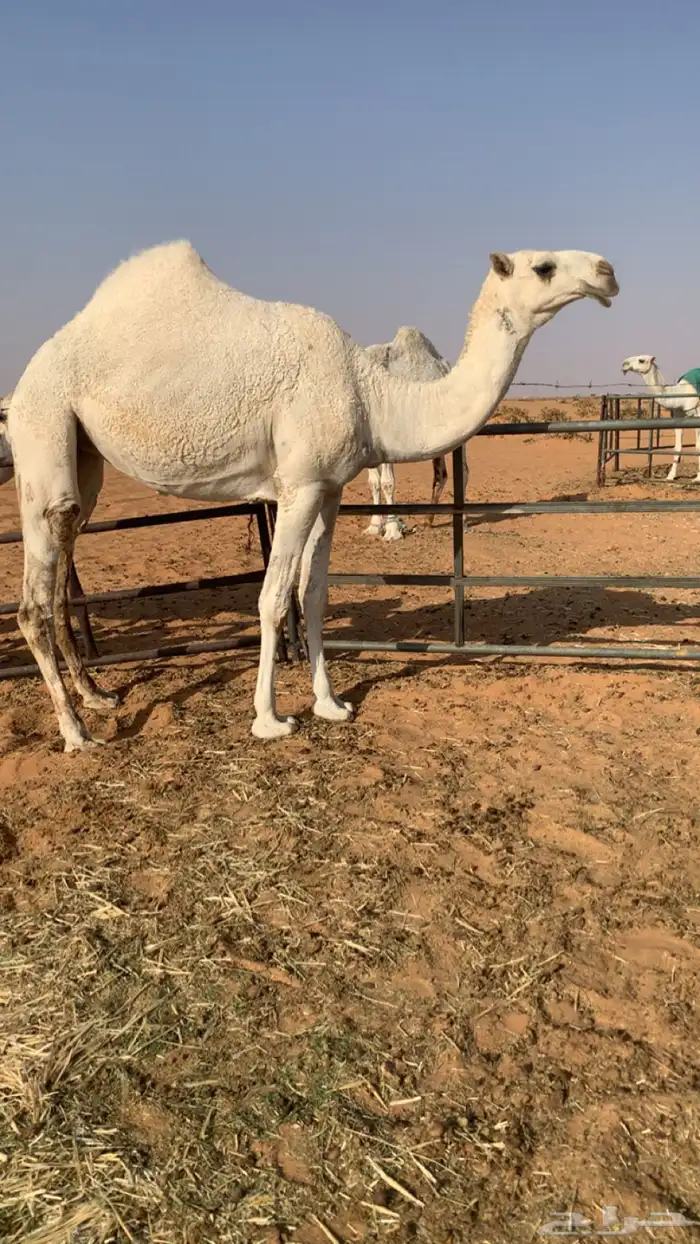 بكره علا جمران بعير الامير 2