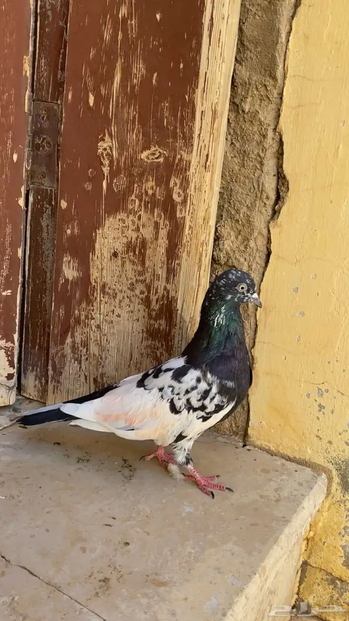 للبيع مسيوم 90 1