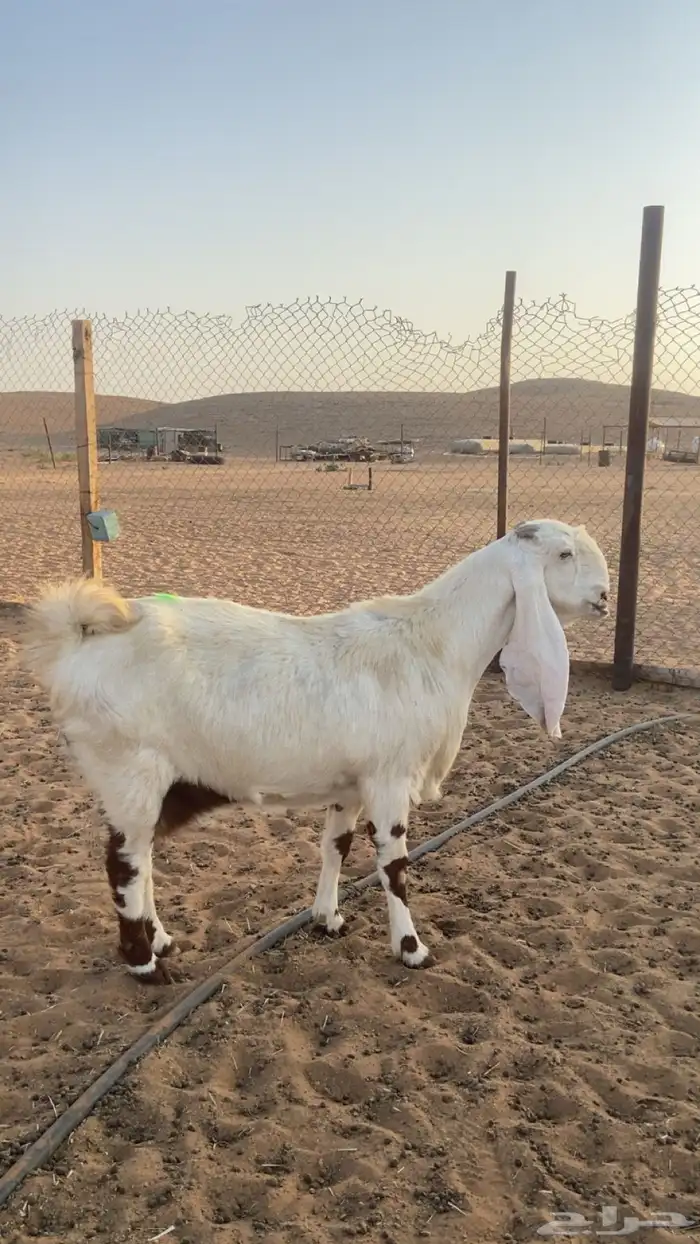 معزا مشاريك 1