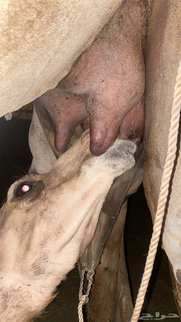 بكره ارك محور للبيع 4