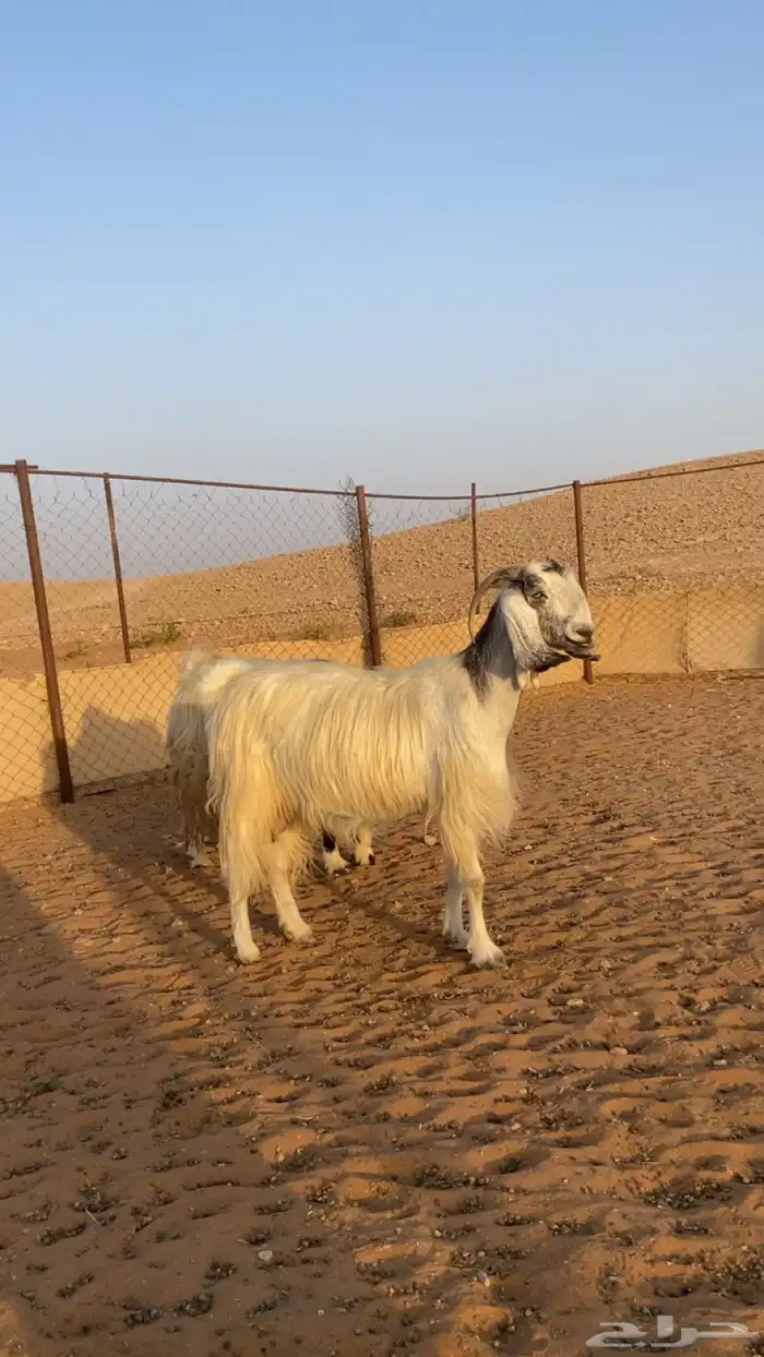 معزا مشاريك 2