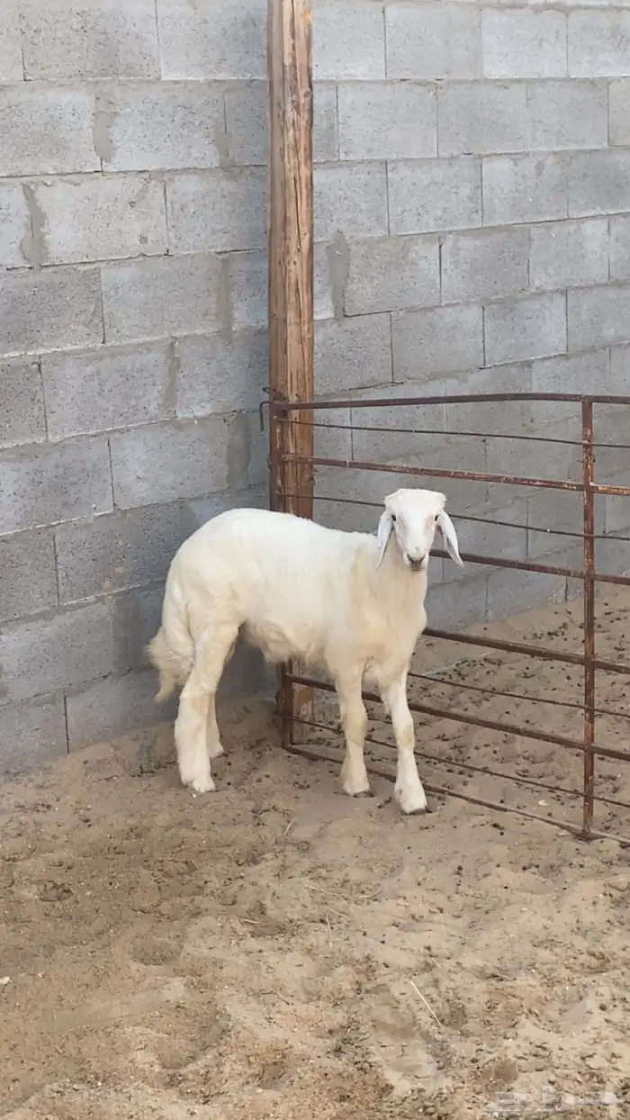 خروف   العمر - 4 شهور يزيد ينقص   فلل 0