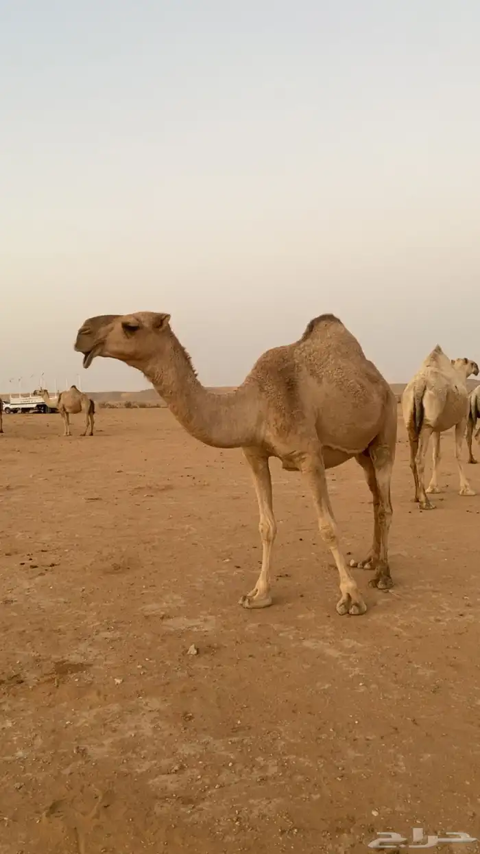 ضروبه 1
