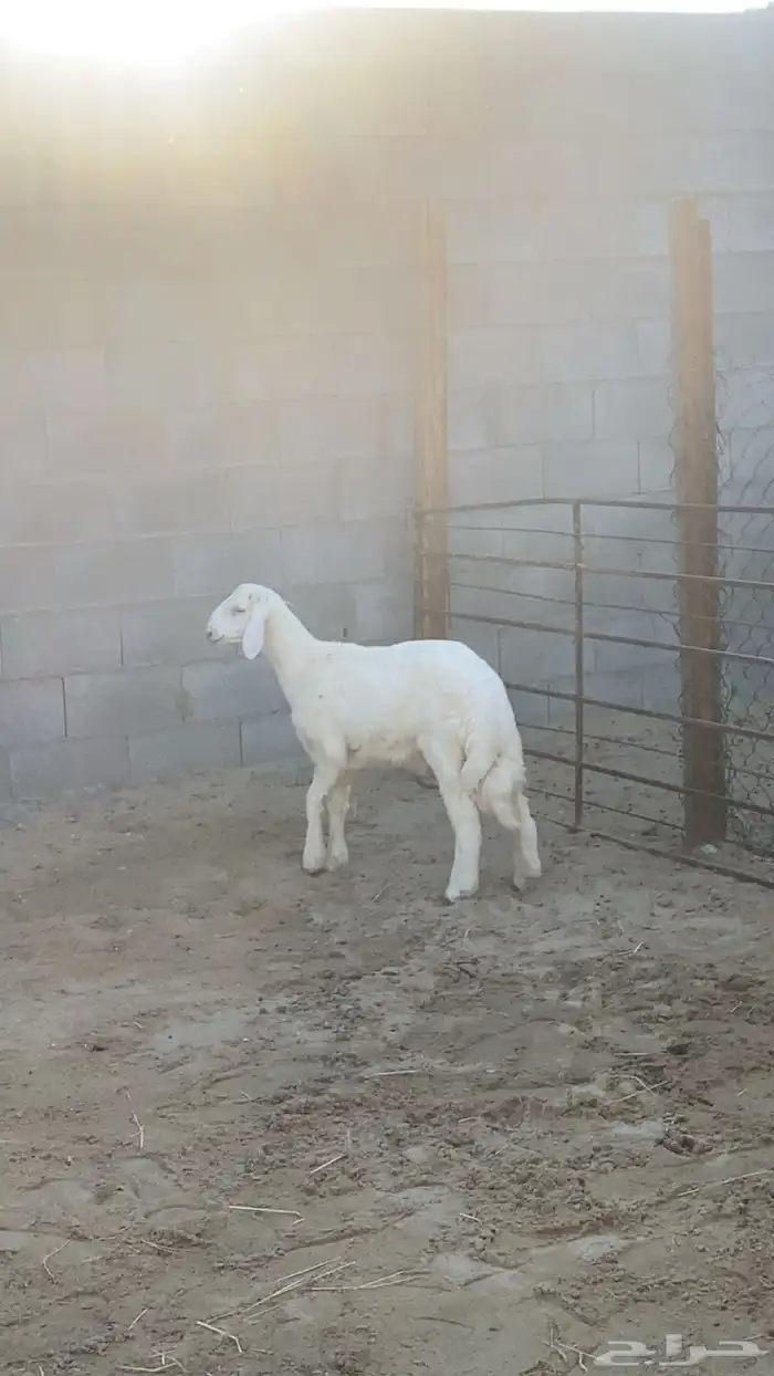 خروف   العمر - 4 شهور يزيد ينقص   فلل 2