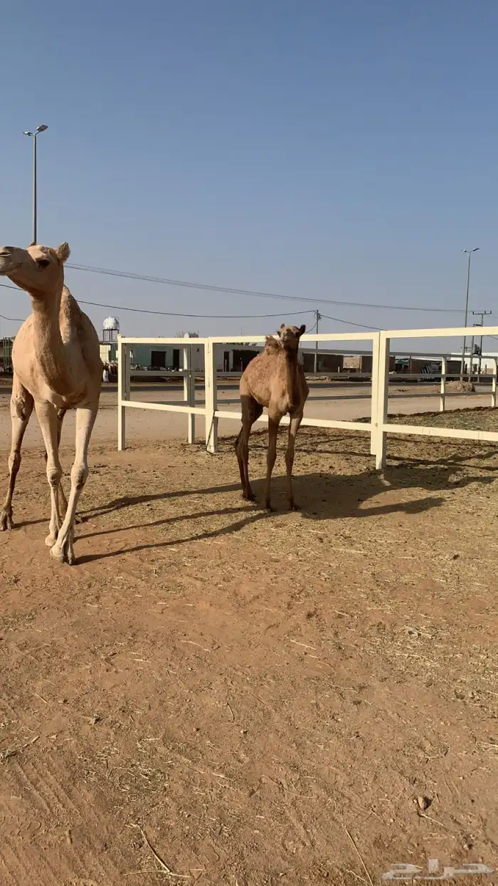 عشراء تحتها يكره 2
