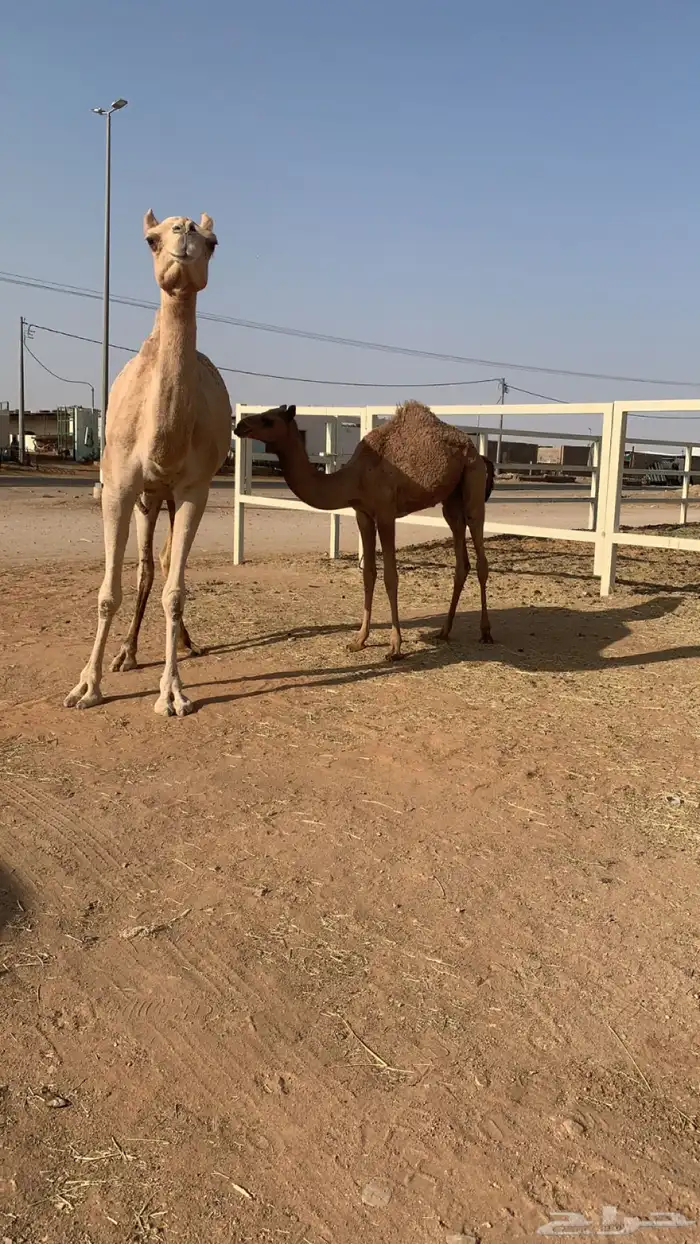عشراء تحتها يكره 1