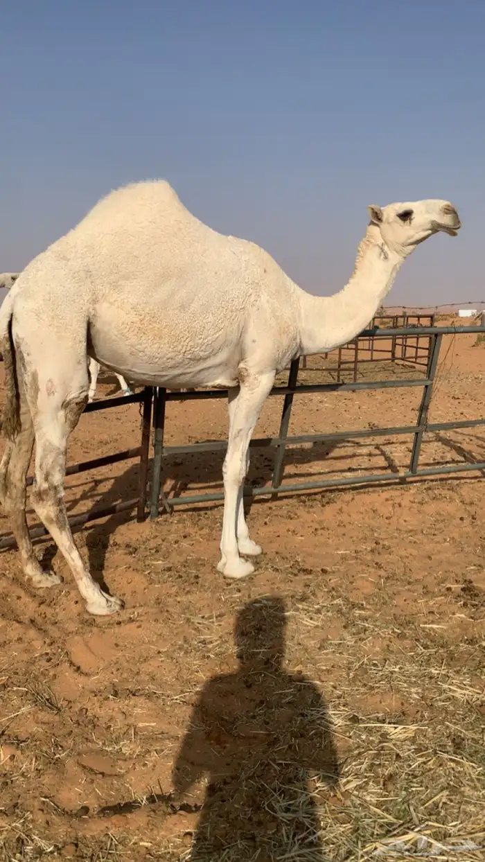 بكره علا جمران بعير الامير 0
