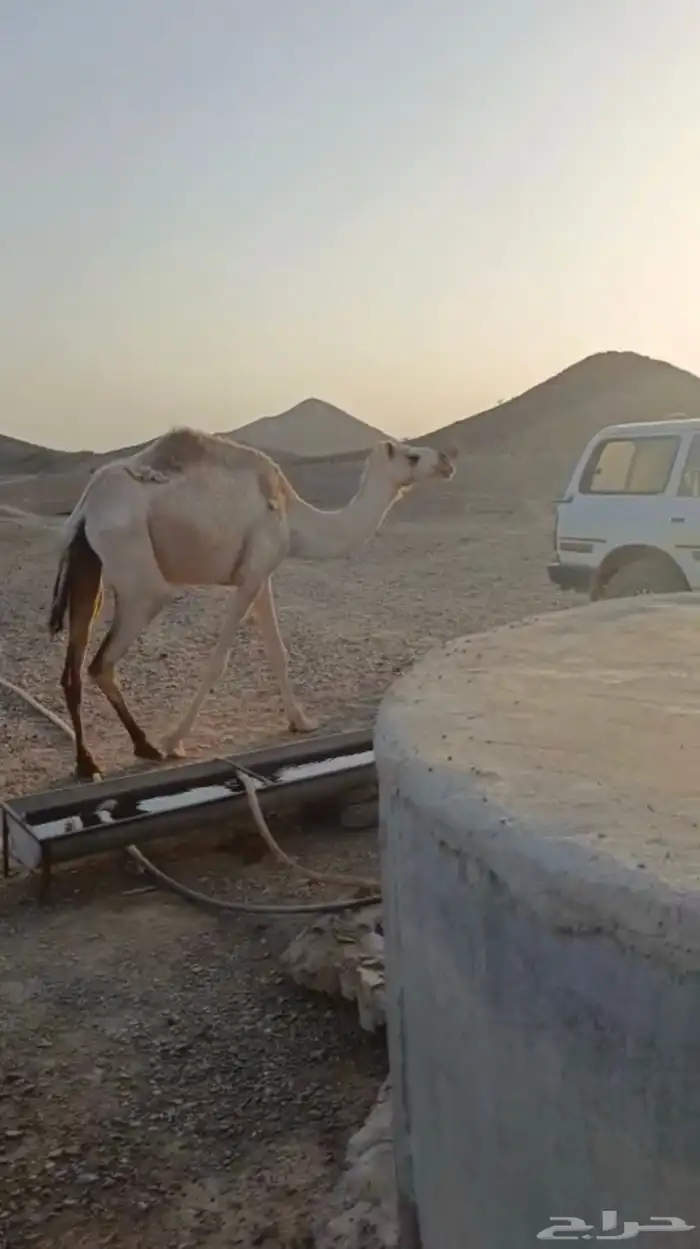 للبيع ناقه القحا ام ثالث حره 1