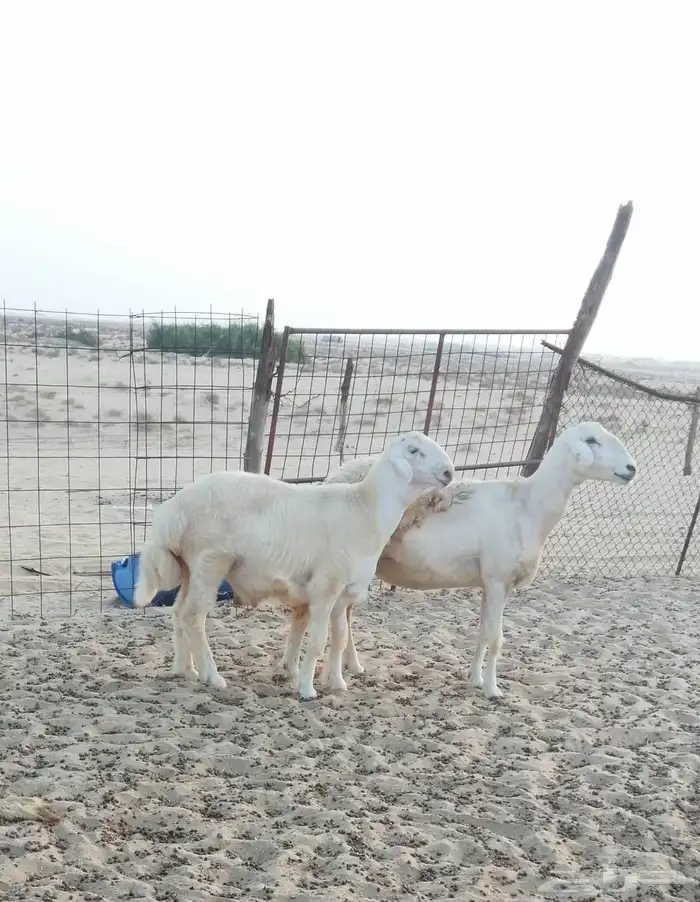 مشروع فحل حري 3