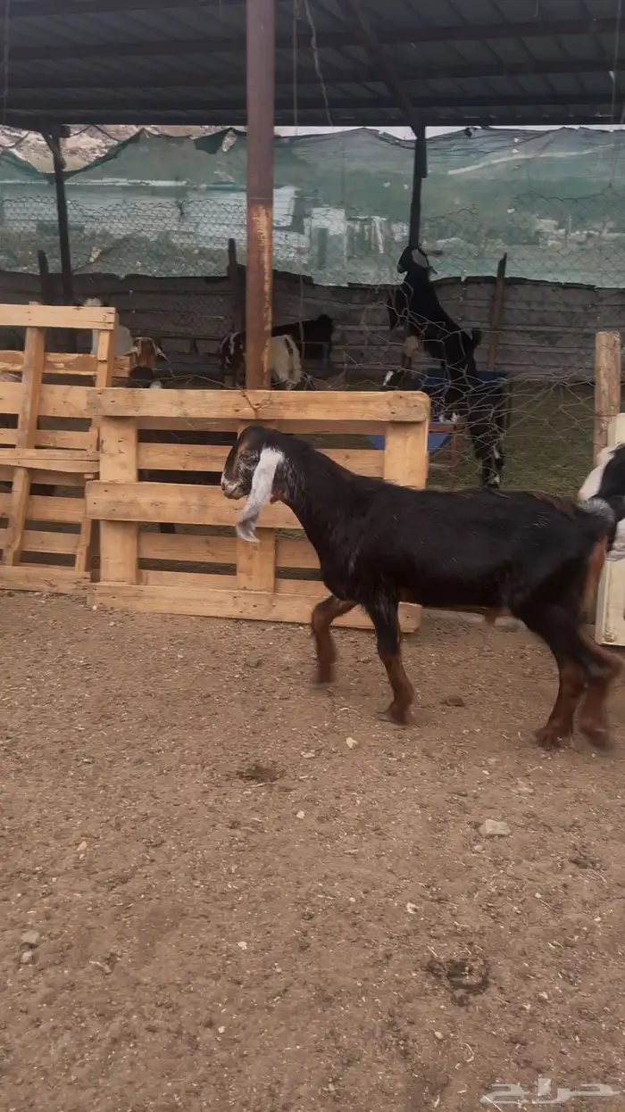 تيوس مخصاء ومقفله شحم العمر فوق سته شهور البيع جمله وتفريد 3