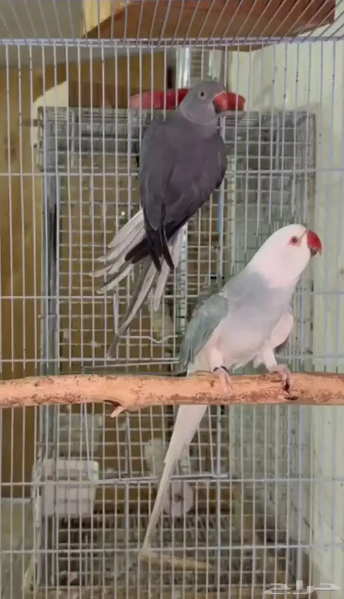 زوج دره كلير هيد 2