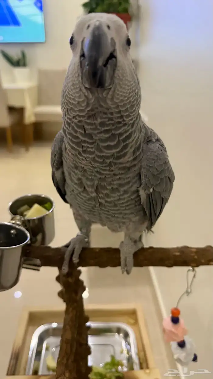 ببغاء كاسكو 0