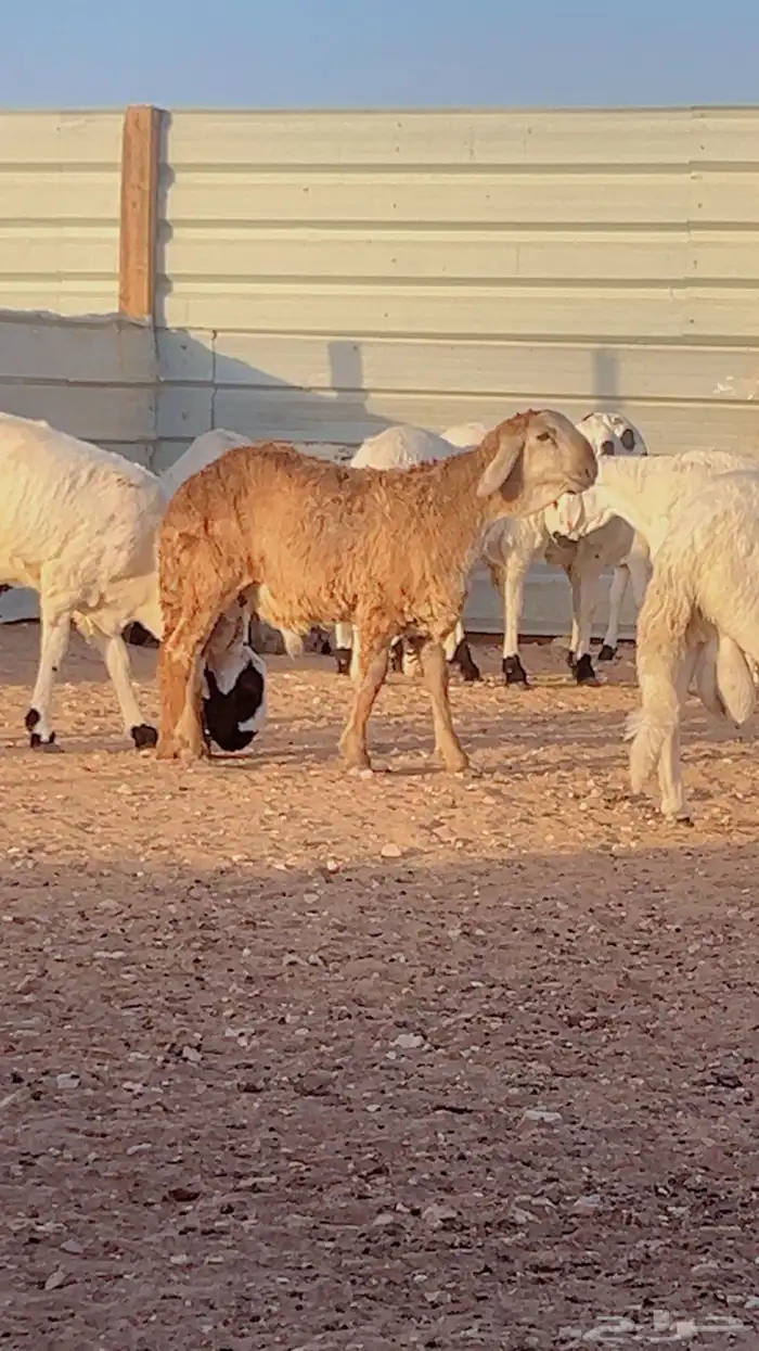 سواكن طيبه وجبر وفاخر مع الذبح والتوصيل 8