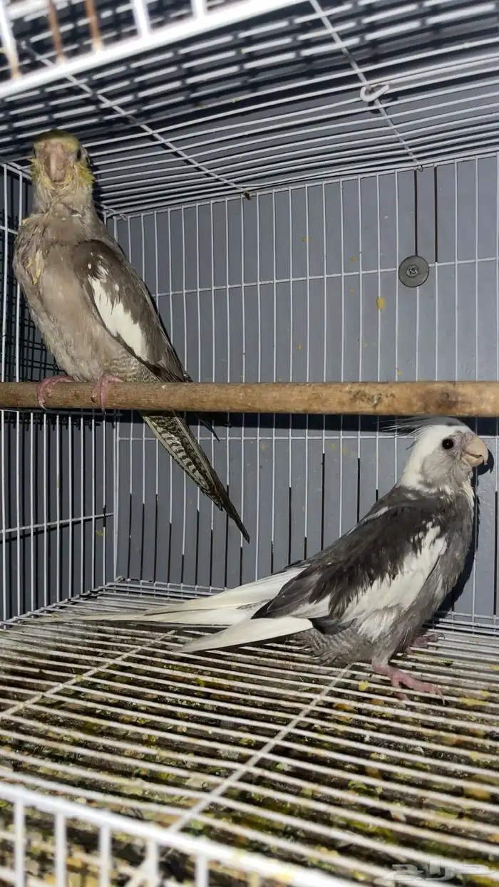 زوج كروان منتج الانثى نزلت اول بيضه تم البيع 9