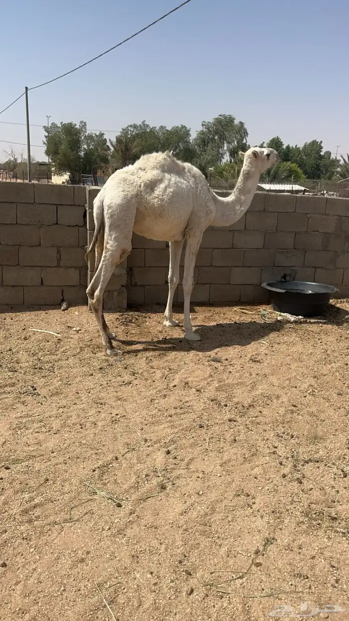 بكره للبيع 0