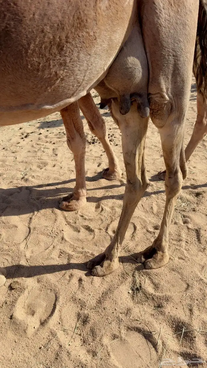 للبيع خلفه تحتها بكره 1