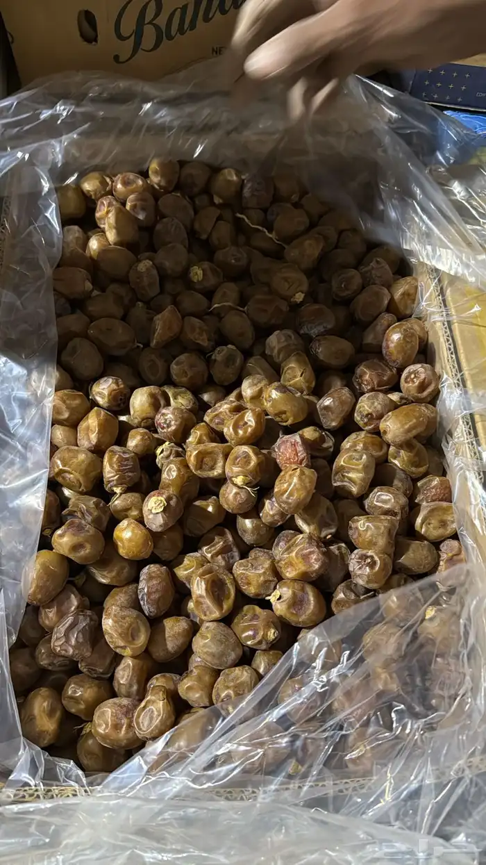 تمر صقعي وخلاص ونبوت سيف 3