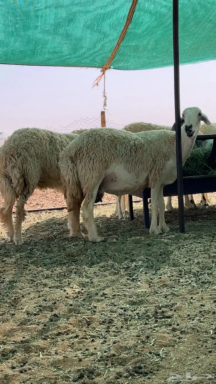 غنم حريات حرش صنف درجه أولى 7