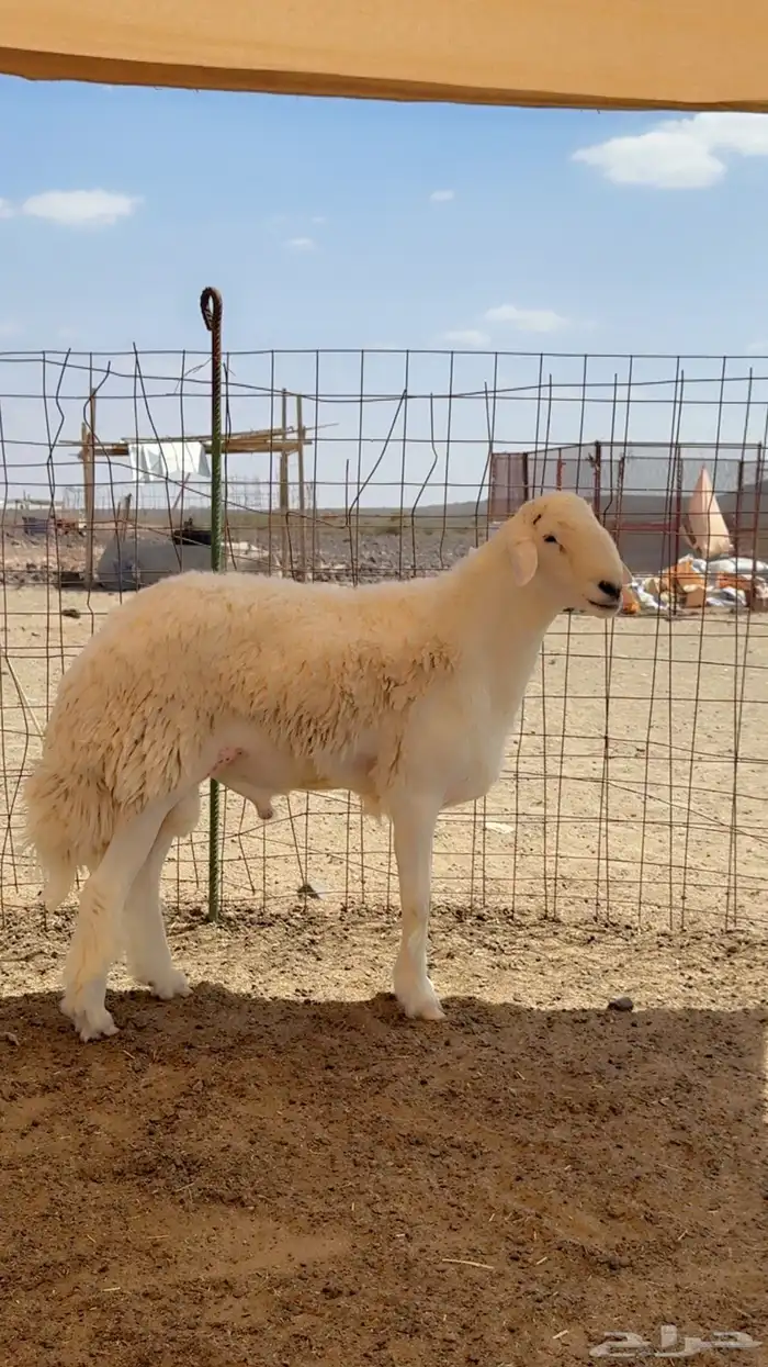 مشروع فحل صنف الصنف 2