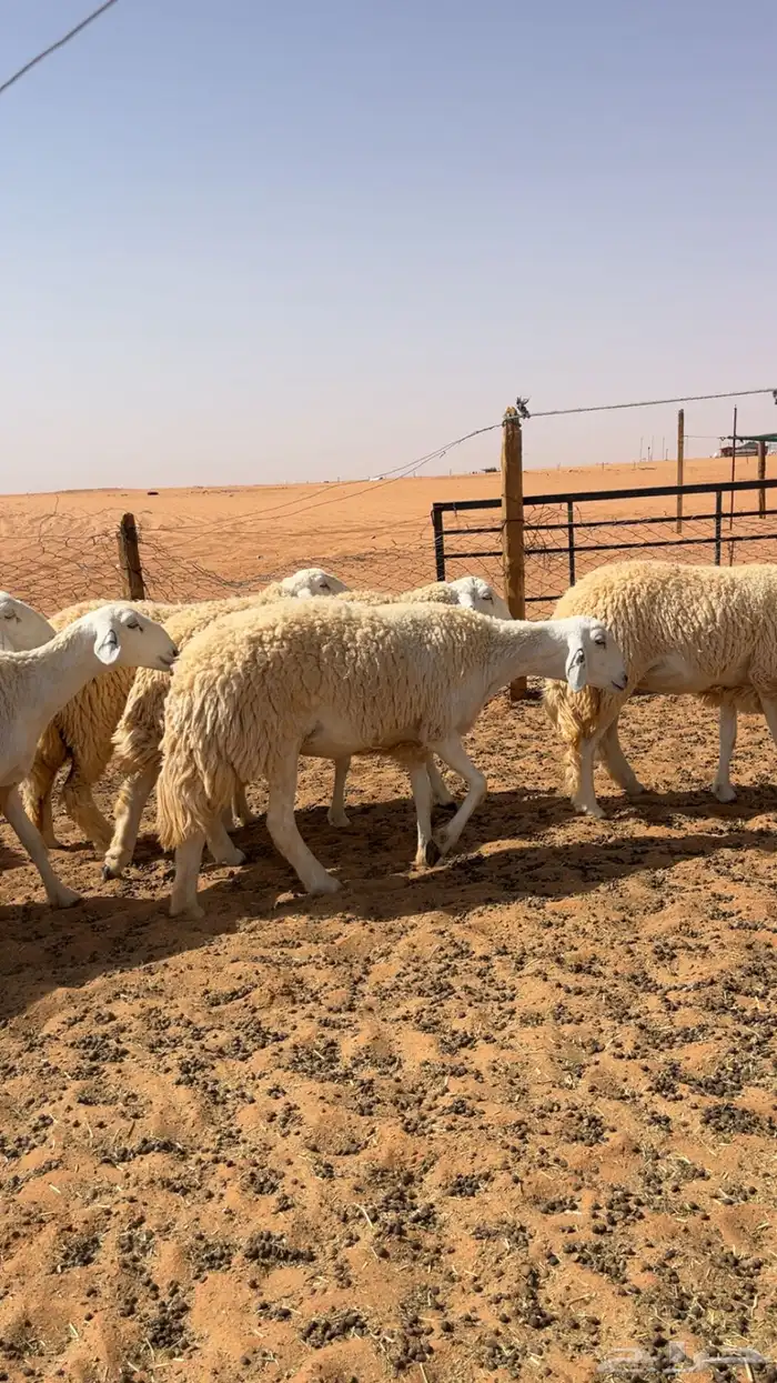 غنم حريات حرش صنف درجه أولى 2