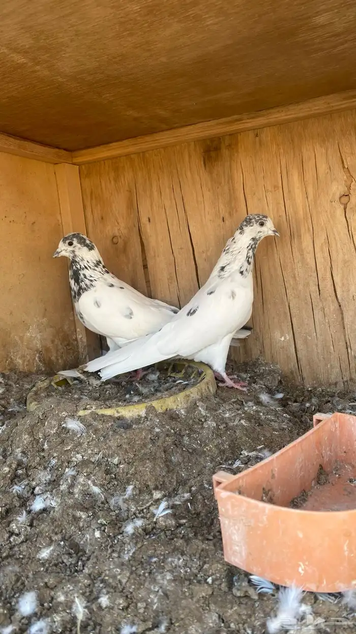بتيرا 2