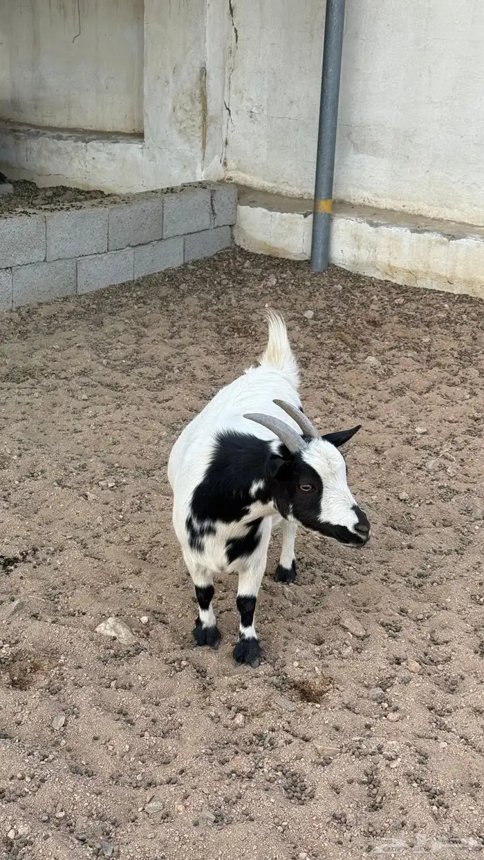 مراح ماعز اقزام دفيع 3