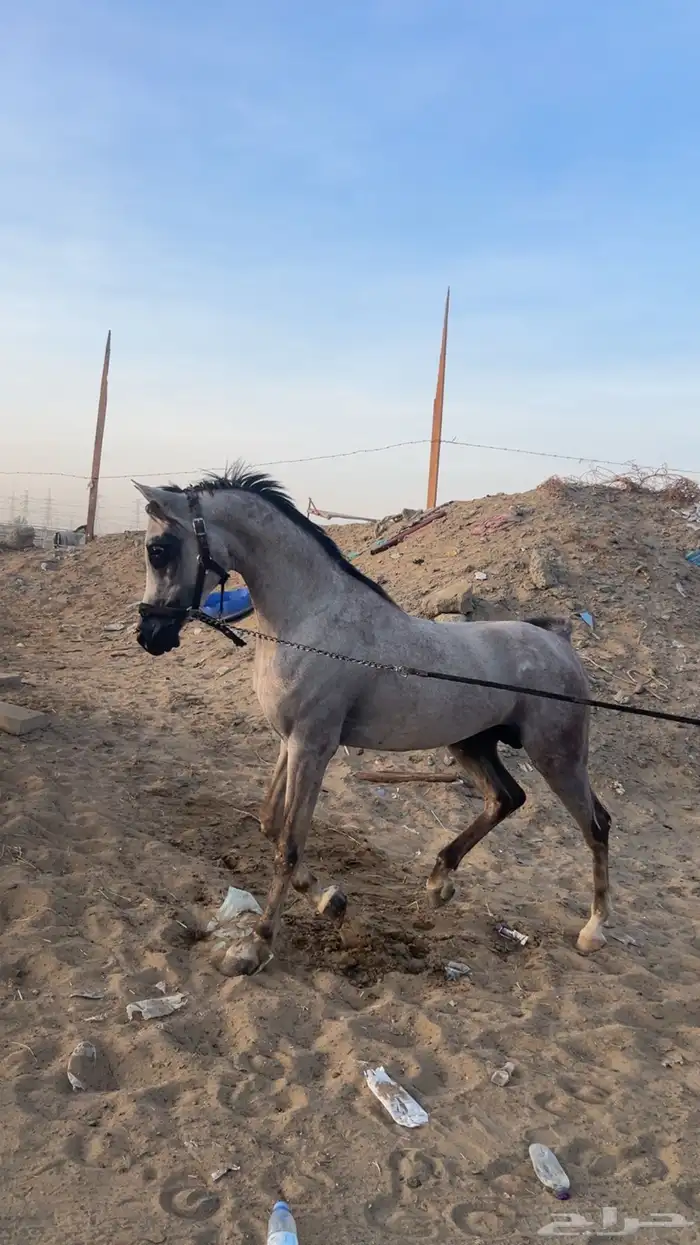 خيل وهوا 1