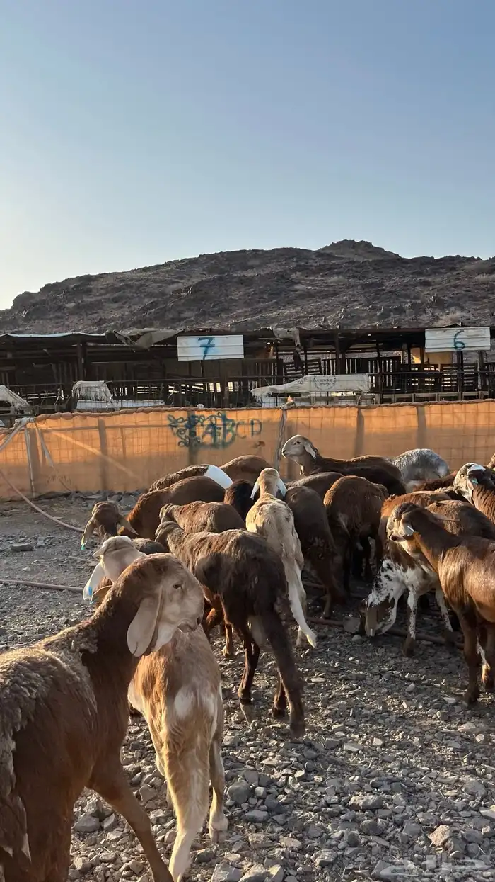 طليان سواكن حمري مرابى جدعان 10