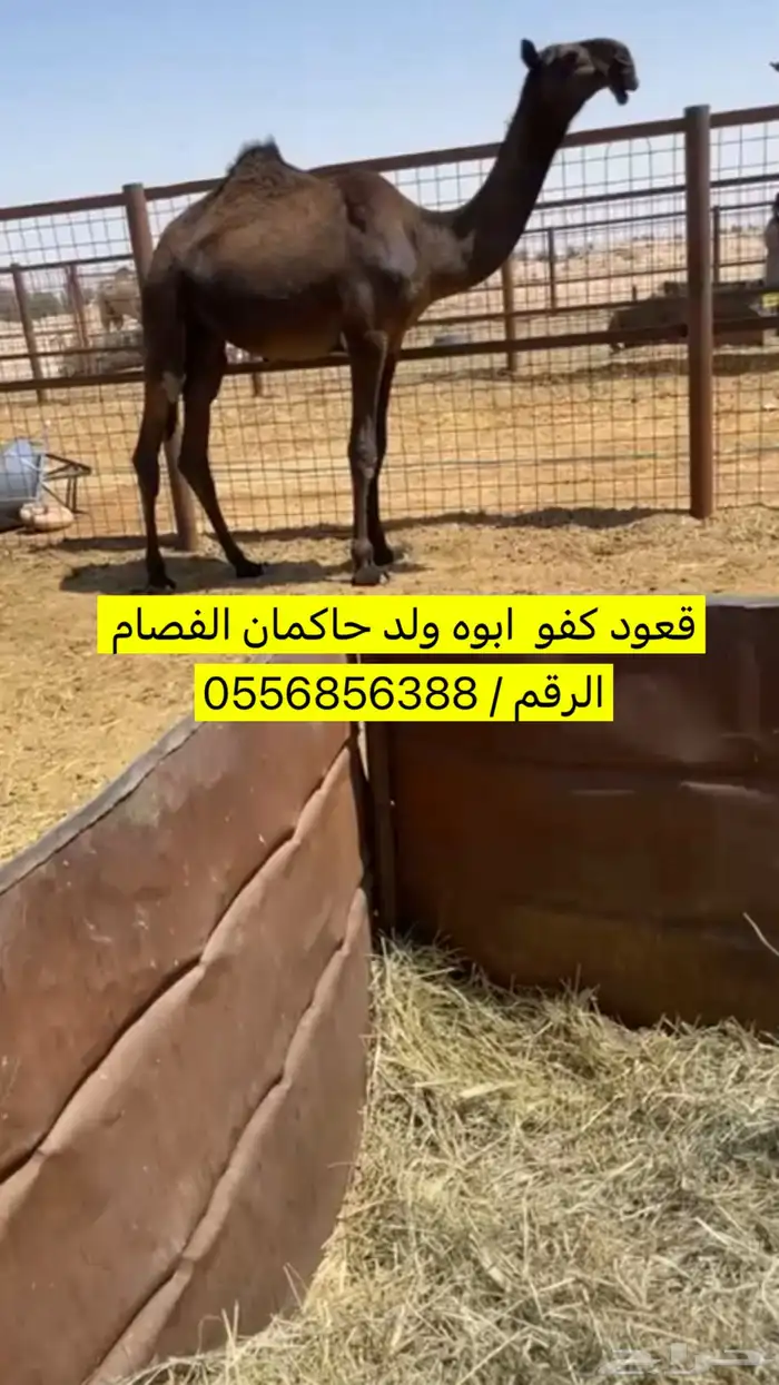 قعود كفو كفو 0