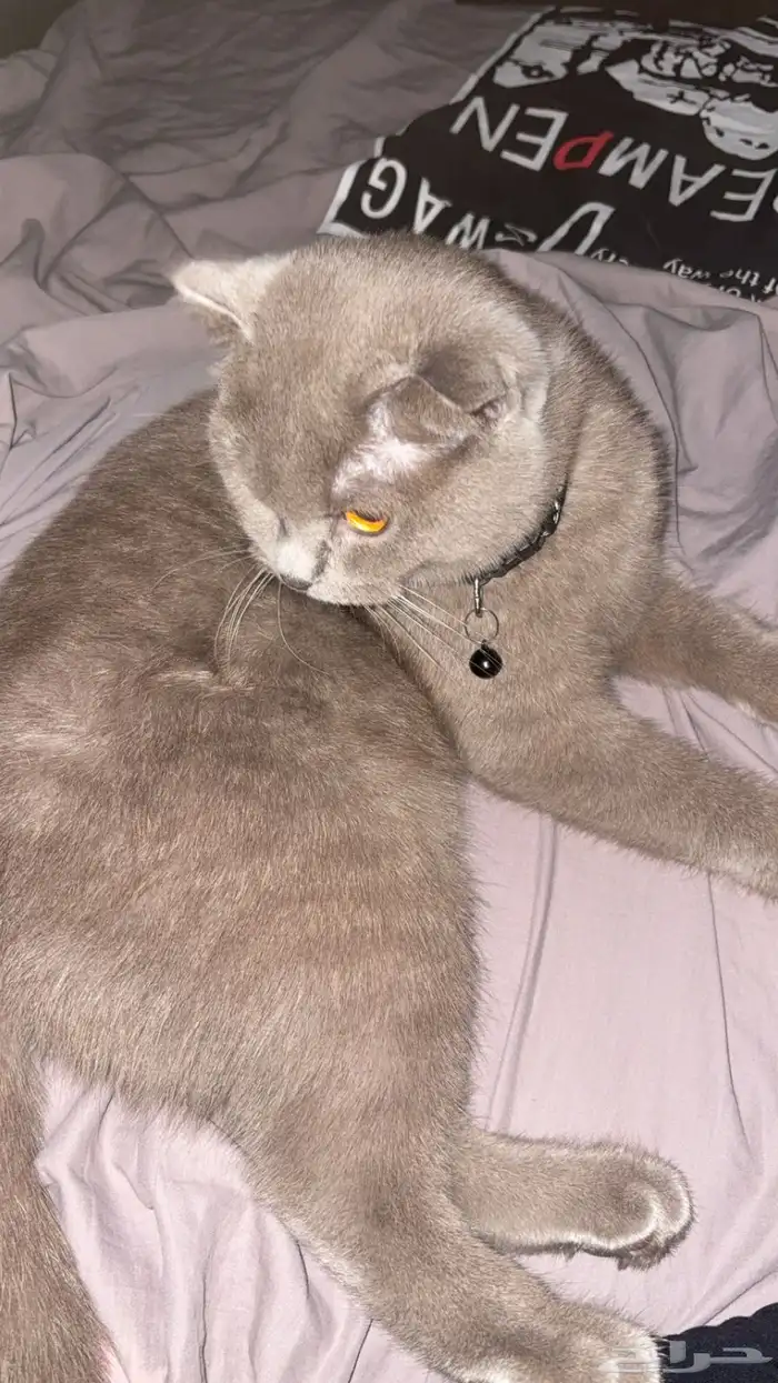 قطه سكوتش بيور للبيشع 1