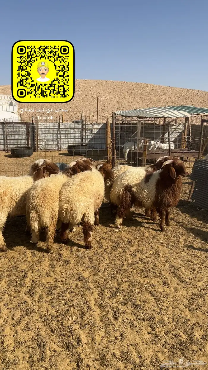 ذبايح ذبيحه نعيم هرفي جبر نعيمي وسط حري هرافي حريات لباني 5