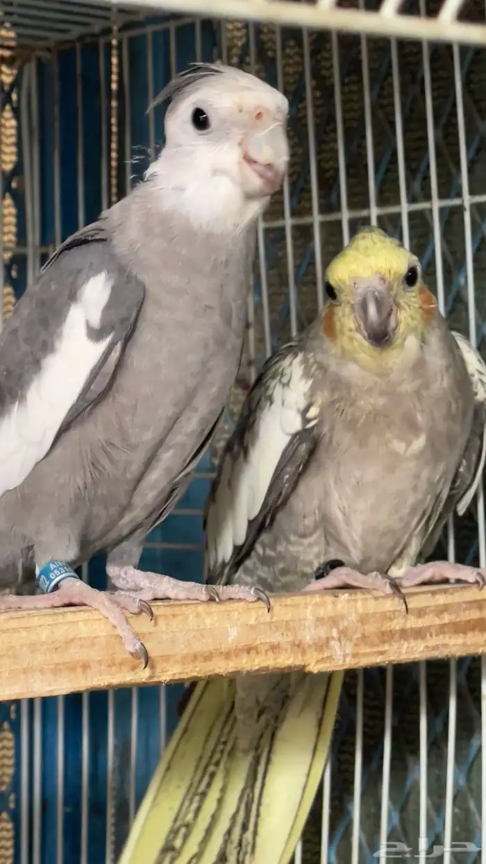 زوج كروان منتج الانثى نزلت اول بيضه تم البيع 0