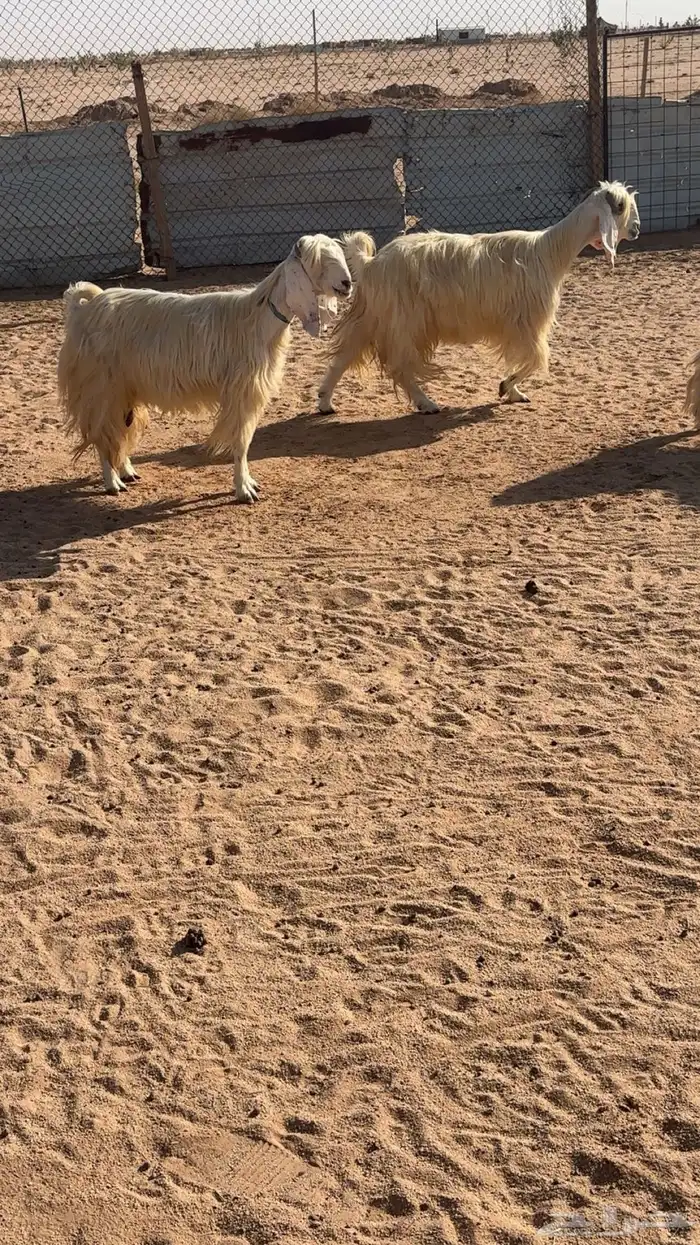 معزا مشاريك بيض 2