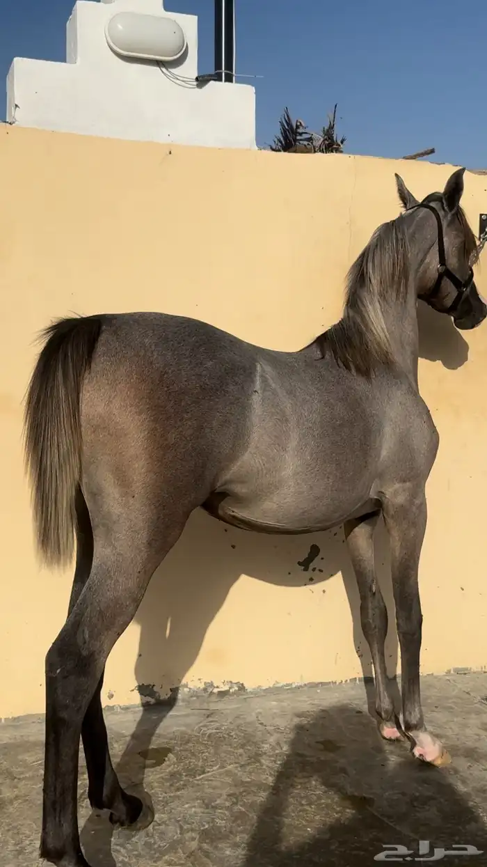 مهره واهو جمال 3