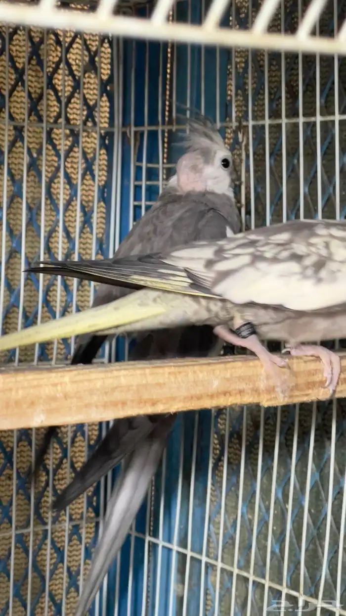 زوج كروان منتج الانثى نزلت اول بيضه تم البيع 5