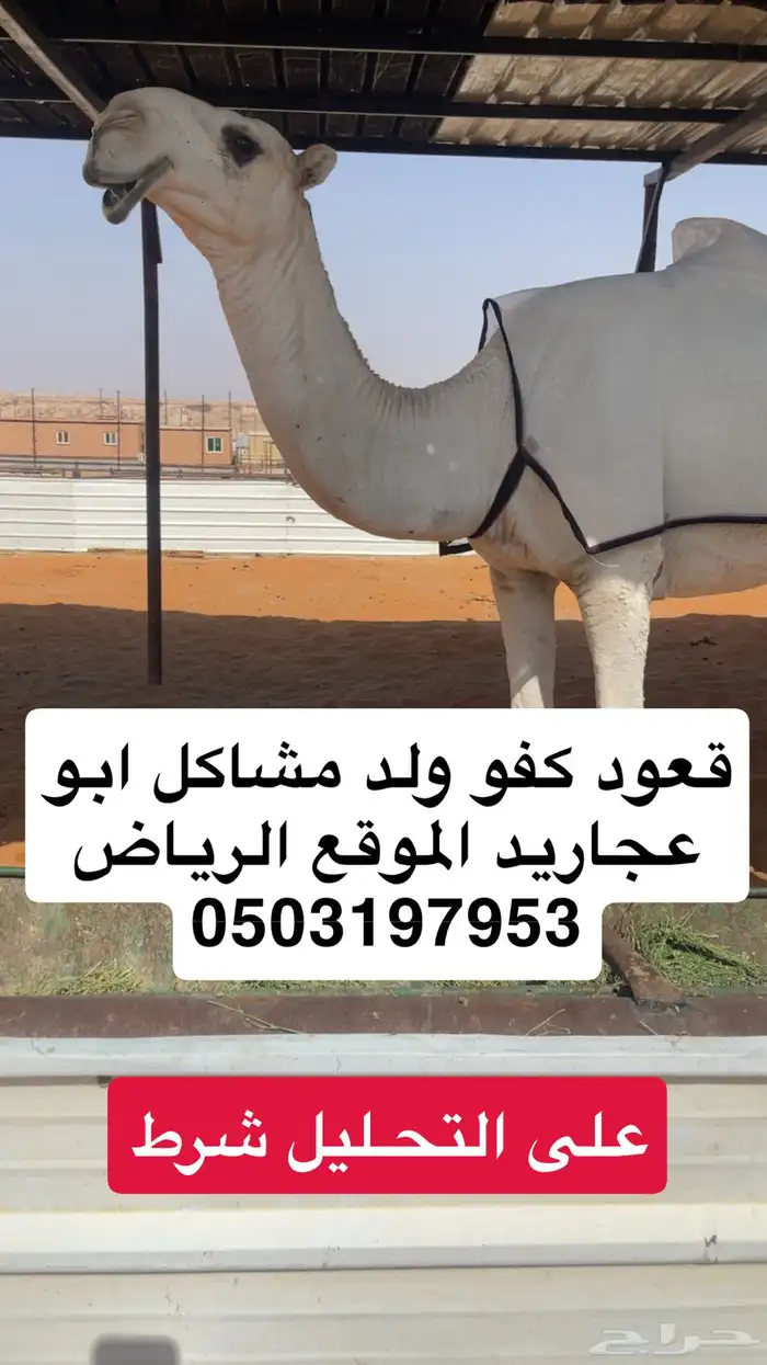 قعود لقي ولد مشاكل ابو عجاريد على التحليل 0