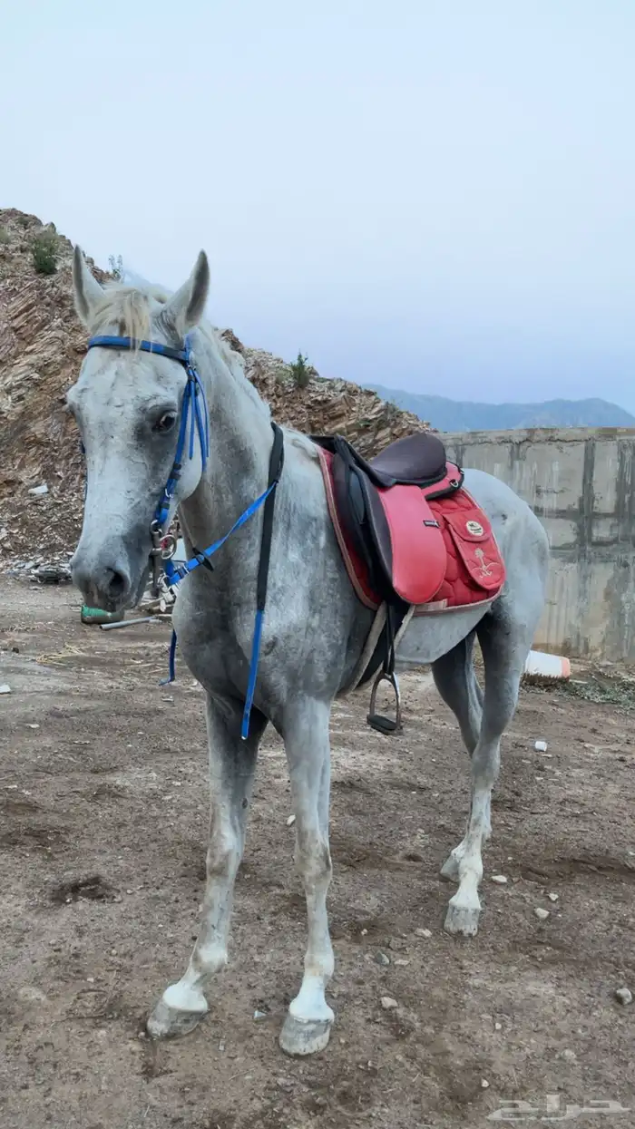 خيل شعبي 0